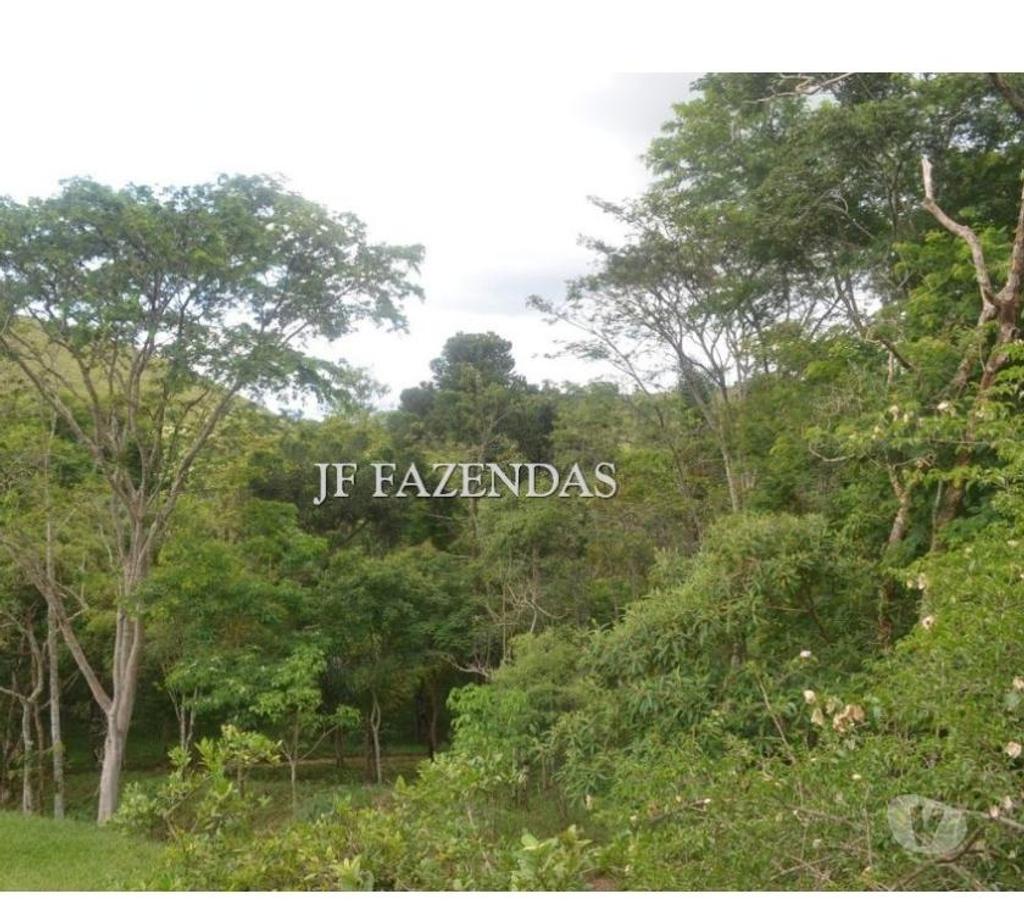 Fazendas - Sitios à venda Simao Pereira MG - Fotos para Fazenda em Simão Pereira – MG 48,5 hectares