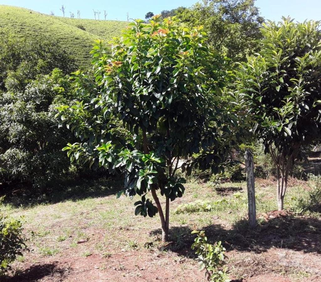 Fazendas - Sitios à venda Sao Luis do Paraitinga SP - Fotos para Ótimo sitio de 2 alqueires ) em São Luiz do Paraitinga-SP