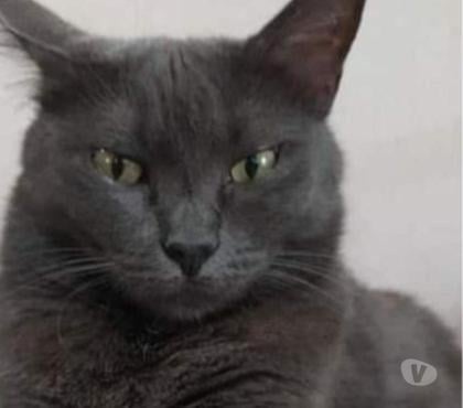 Animais Estimação à Venda Itaim Bibi Sao Paulo SP - Fotos para Azul Russo Hipoalergênico