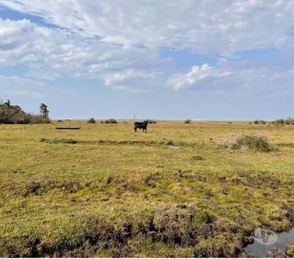 Fazendas - Sitios à venda - Fotos para Fazenda 500ha Pecuária e Pinus em Mostardas RS