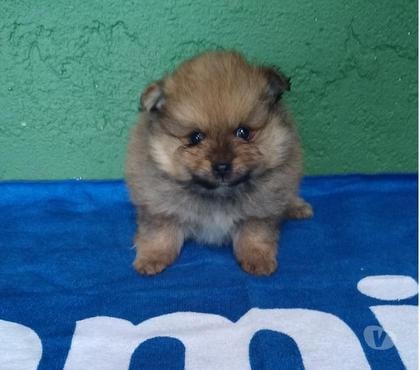 Animais Estimação à Venda Vargem Grande Paulista Grande Sao Paulo SP - Fotos para SPITZ ALEMÃO