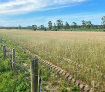 Terreno no Riachinho - JaguarunaSC