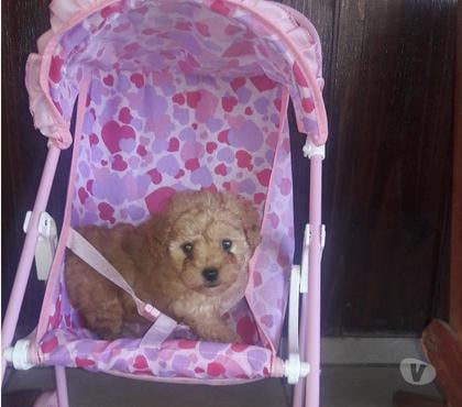 Animais Estimação à Venda Boa Vista, Curitiba Curitiba PR - Fotos para Linda menininha de poodle micro toy