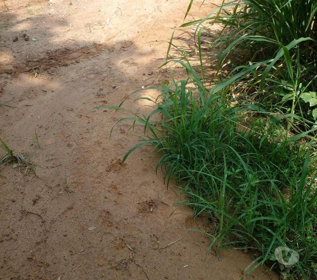 Terrenos Itaguai RJ - Fotos para Terreno 6200M² Estrada Dna Elizabeth Sta Cândida Itaguaí RJ