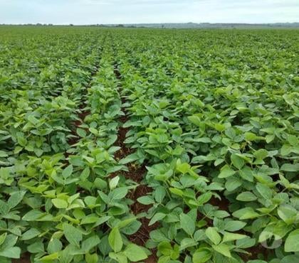 Fazendas - Sitios à venda - Fotos para FAZENDA COM 2.208 HECTARES NA REGIÃO DE CANARANA MT