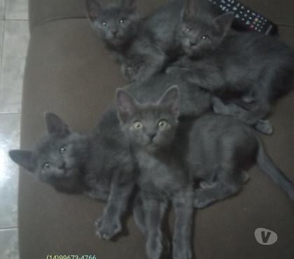 Animais estimação à venda Alto de Pinheiros Sao Paulo SP - Fotos para Azul Russo Hipoalergênico