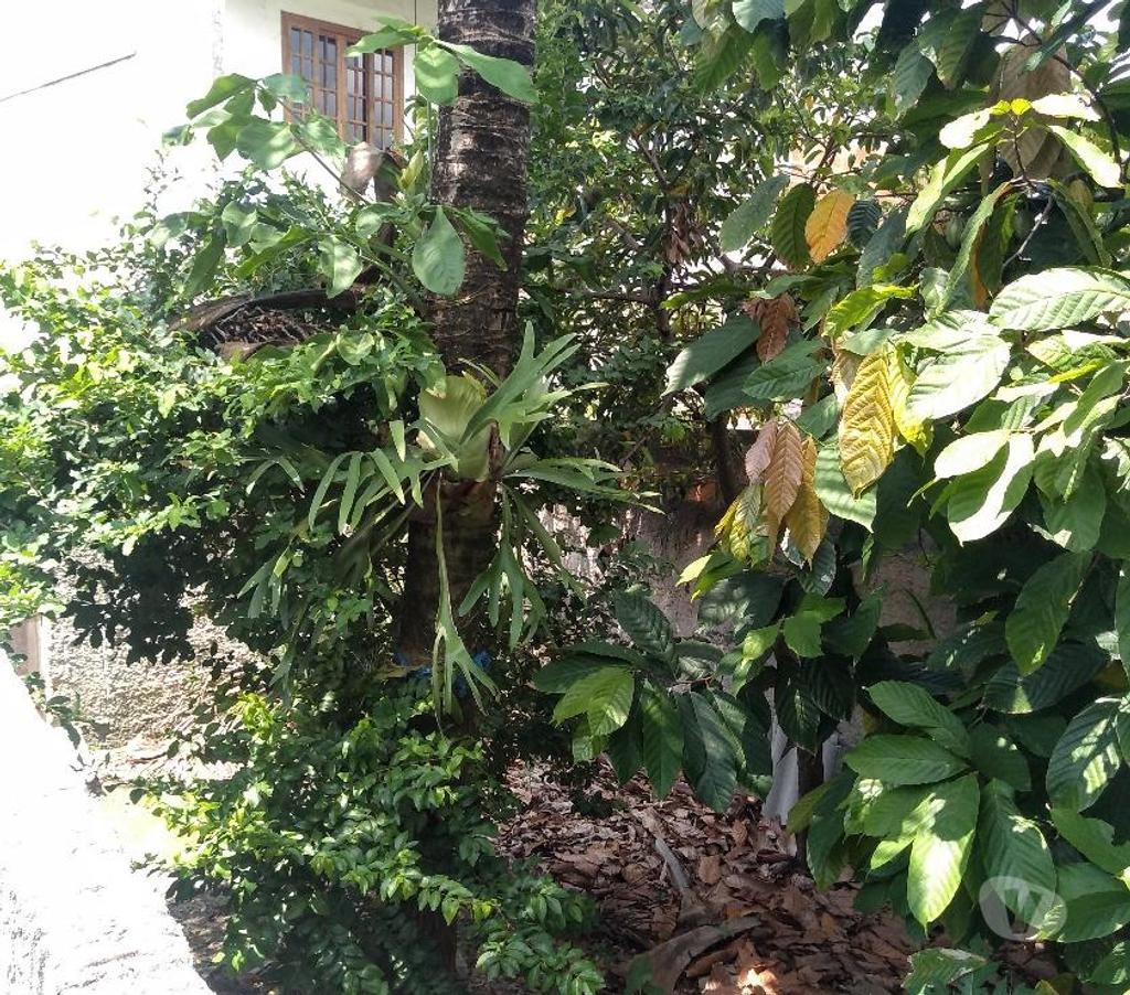 Apartamentos a venda Rio de Janeiro RJ Jacarepaguá - Fotos para Casa de dois quartos na Colônia-Taquara-Jacarepaguá