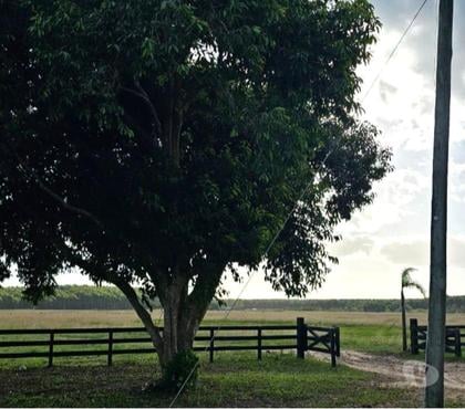 Fazendas - Sitios à venda - Fotos para Fazenda 300ha Pecuária Palmares do Sul RS