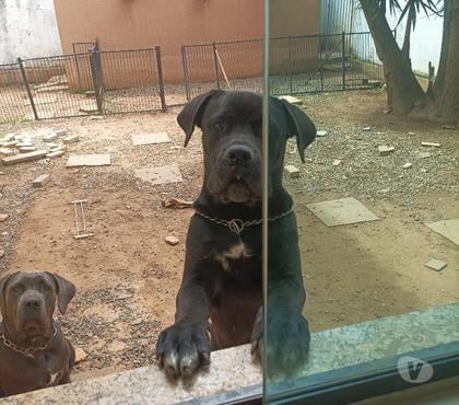 Animais Estimação à Venda - images_alt_text Cane corso Italiano CBKC