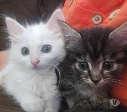 Animais Estimação à Venda - Fotos para Angorá filhote entrego