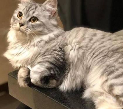 Animais Estimação à Venda - Fotos para Angorá filhote entrego