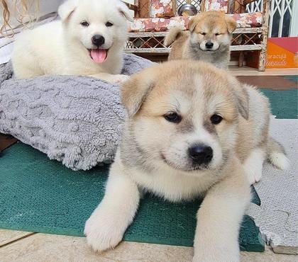 Animais estimação à venda - Fotos para Filhotes Akita Inu