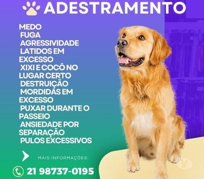 Veterinários - Serviços - Acessórios Barra da Tijuca Rio de Janeiro RJ - Fotos para Adestrador de cães