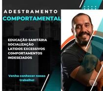 Adestramento de cães