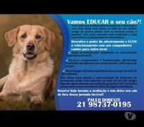 Adestramento de cães