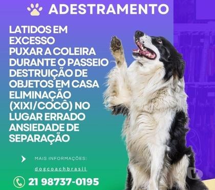 Veterinários - Serviços - Acessórios Campo Grande, Rio de Janeiro Rio de Janeiro RJ - Fotos para Adestrador de cães