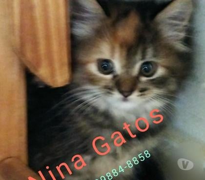 Animais Estimação à Venda - Fotos para Angorá Turco com Pedigree