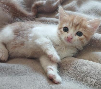 Animais Estimação à Venda Itaim Bibi Sao Paulo SP - Fotos para Angorá Turco filhote com Pedigree