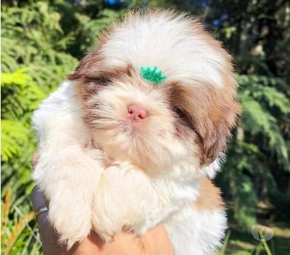 Animais Estimação à Venda Matriz Curitiba PR - Fotos para SHIH-TZU lindos filhotes em Curitiba