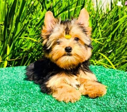 Animais estimação à venda Matriz Curitiba PR - Fotos para Os mais lindos filhotes de YORKSHIRE em Curitiba