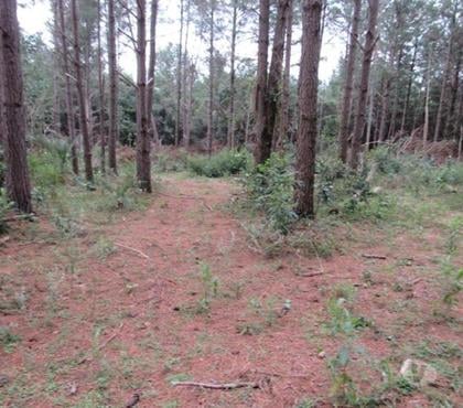 Fazendas - Sitios à venda Porto Alegre Sul Porto Alegre RS - Fotos para Vendo Chácara 5, 4 Hectares no bairro Restinga