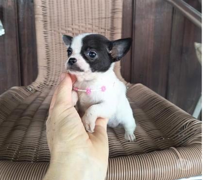 Animais Estimação à Venda Boa Vista, Curitiba Curitiba PR - Fotos para Lindos filhotes de chihuahua micro