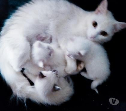 Animais estimação à venda - Fotos para Angorá Turco filhote com Pedigree