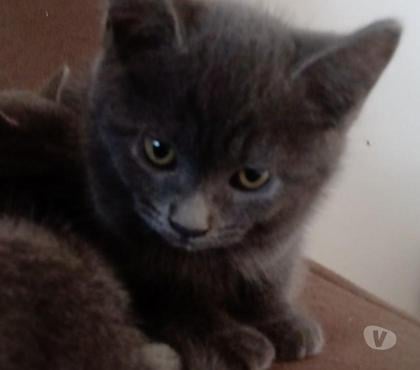 Animais estimação à venda - Fotos para Chartreux filhote