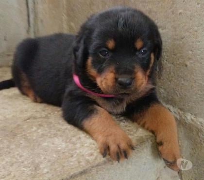 Animais Estimação à Venda - Fotos para Belos Filhotes Rottweiler