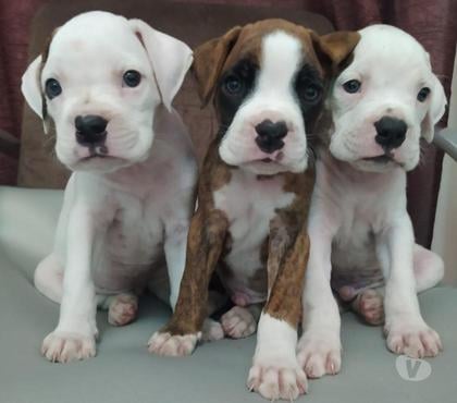 Animais estimação à venda - Fotos para Belos filhotes Boxer