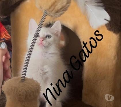Animais Estimação à Venda - Fotos para Angorá Turco filhote com Pedigree