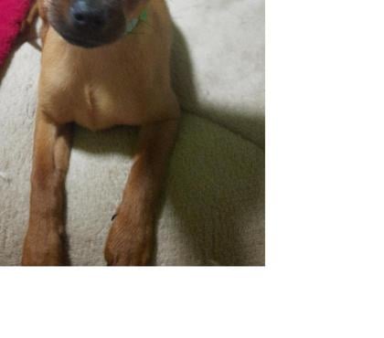 Animais Estimação à Venda - Fotos para PINCHER N.1 COM 5 MESES JA VACINADO POR 300 REAIS