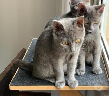 Animais Estimação à Venda - Fotos para Chartreux filhote com Pedigree