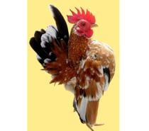 Galinhas Serama Garnizé ovos galados férteis