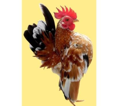 Animais do Campo - Fotos para Galinhas Serama Garnizé ovos galados férteis