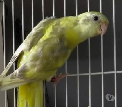 Animais estimação à venda Outros Bairros Rio de Janeiro RJ Rio de Janeiro RJ - Fotos para Red rump arlequim