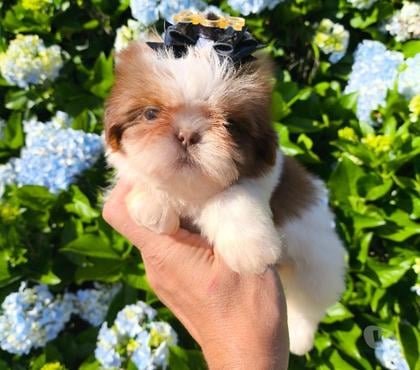 Animais estimação à venda Fazendinha-Portão Curitiba PR - Fotos para Filhotes de SHIH-TZU Criação responsável