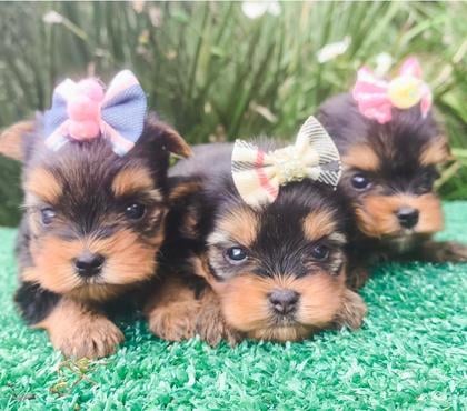 Animais Estimação à Venda Fazendinha-Portão Curitiba PR - Fotos para Filhotes de YORKSHIRE em Curitiba