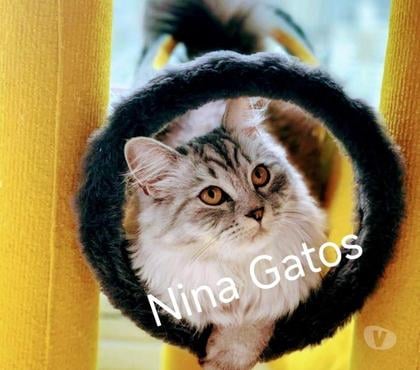 Animais Estimação à Venda - Fotos para Angorá Turco filhote Peludos