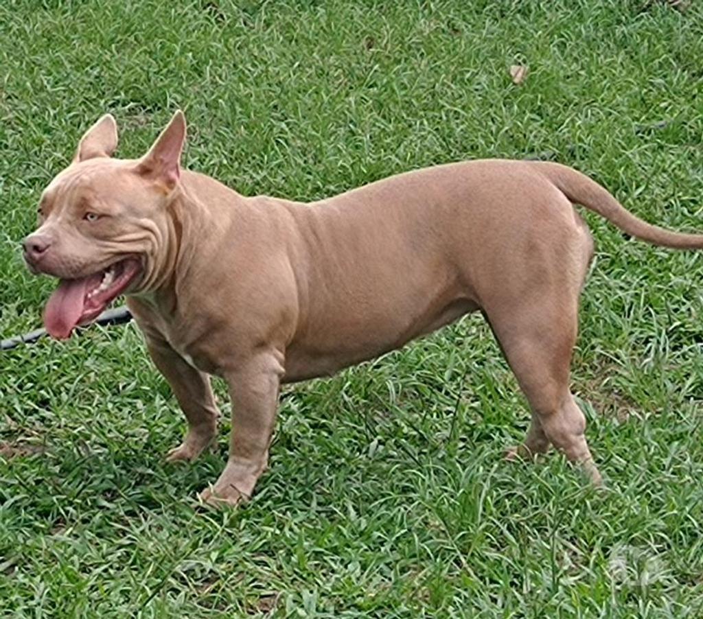 Veterinários - Serviços - Acessórios Cruzeiro DF - Fotos para Hotel Para Cães e Gatos GAMA DF