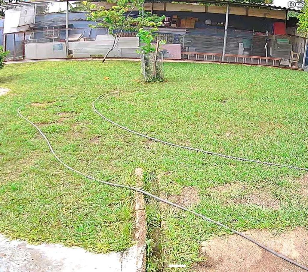 Veterinários - Serviços - Acessórios Cruzeiro DF - Fotos para Hotel Para Cães e Gatos GAMA DF