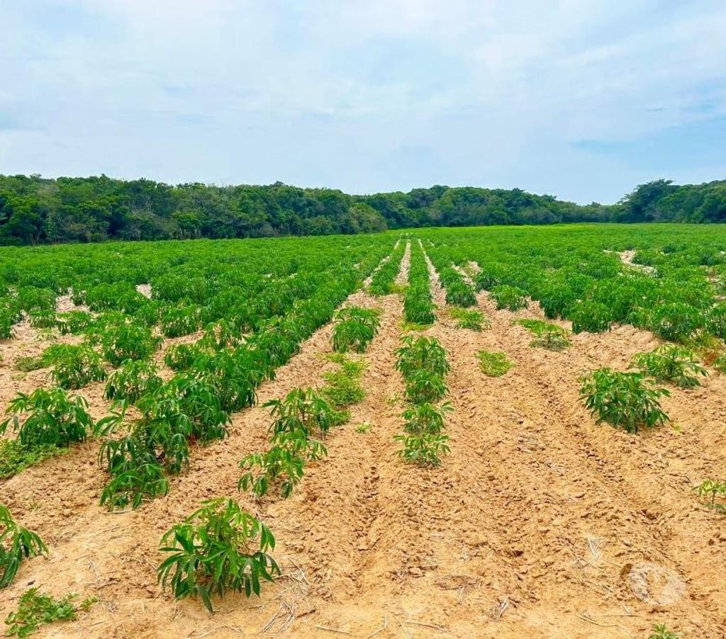 Terrenos Jaguaruna SC - Fotos para Terreno no Laranjal - JaguarunaSC