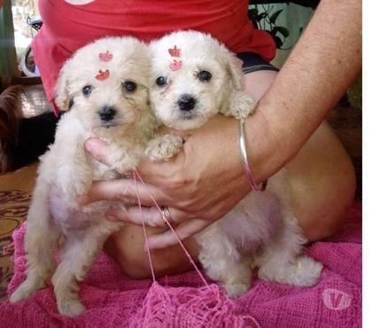 Animais Estimação à Venda - Fotos para POODLE TOY E ANÃO