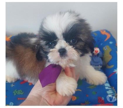 Animais Estimação à Venda Jabaquara Sao Paulo SP - Fotos para Lindos filhotes de Shihtzu