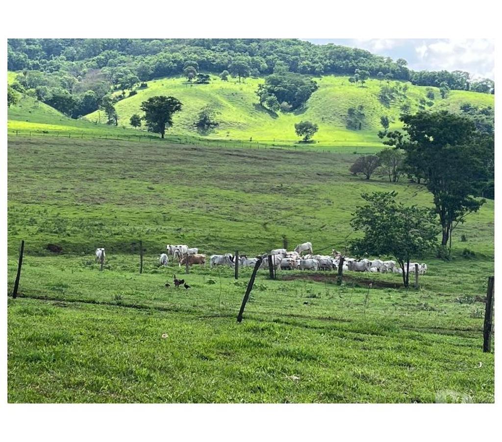 Fazendas - Sitios à venda Ituverava SP - Fotos para FAZENDA REGIÃO DE ITUVERAVA