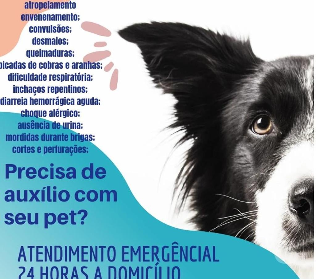 Veterinários - Serviços - Acessórios Botucatu SP - Fotos para Atendimento domiciliar pet
