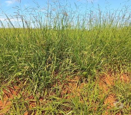 Terrenos - Lotes - Fotos para Lote Reserva do Parque Jardim Scala