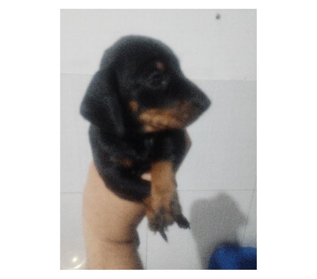 Animais Estimação à Venda Recife PE - Fotos para Salsichas Originais ( Cartão até 12x)