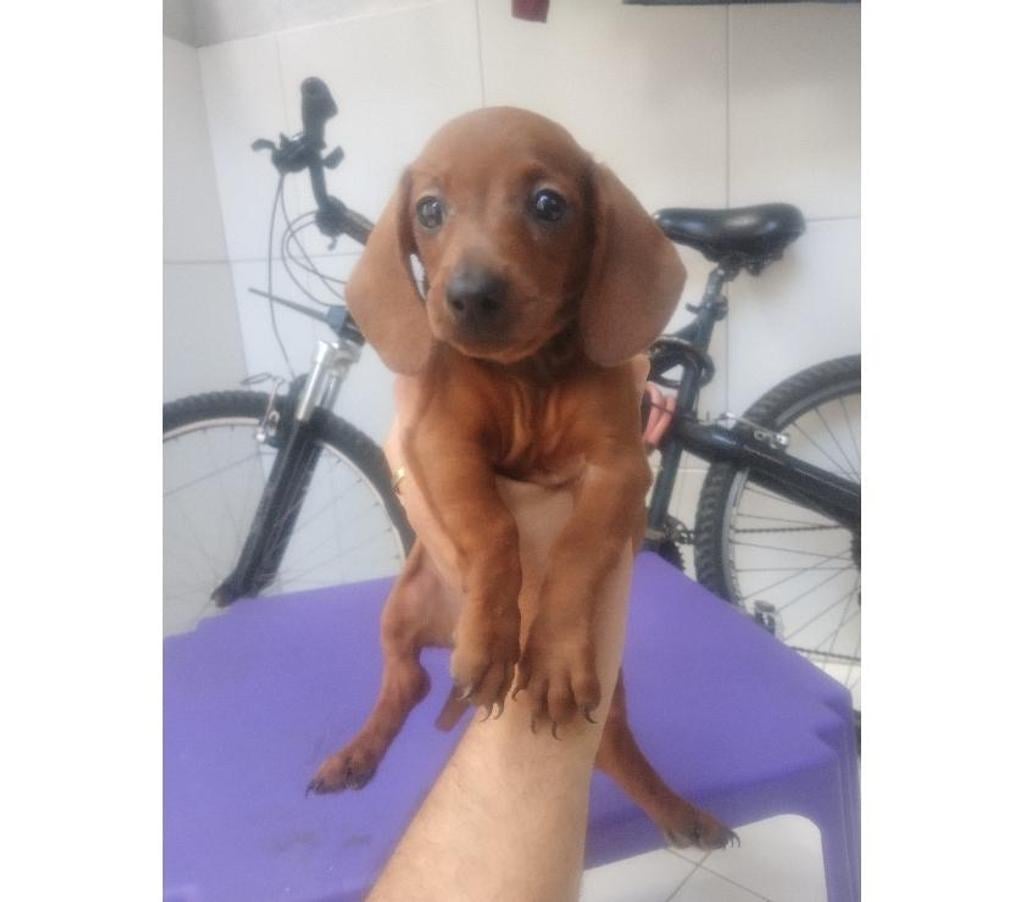 Animais Estimação à Venda Recife PE - Fotos para Salsichas Originais ( Cartão até 12x)