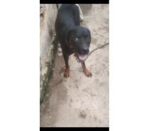 Cadela Rottweiler ( 1 e 3 Meses Cartão até 12x)